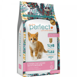 perfect kitten pileshko